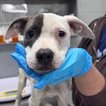 Coraline -  Mixed Breed Dog for Adoption in Summerville, South Carolina - Coraline | PetCurious