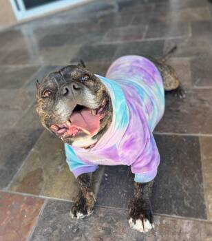 American Bulldog Dogs Available for Adoption - Briny  | PetCurious