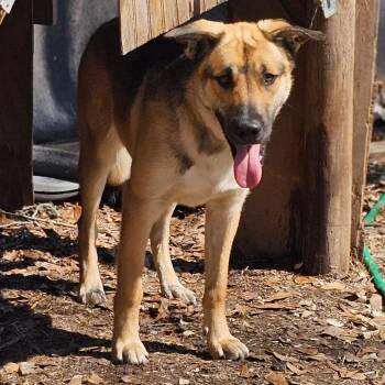 German Shepherd Dog Dogs Available for Adoption - Tucker | PetCurious
