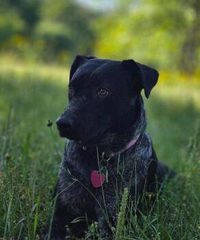 Maybelle -  Labrador Retriever and German Shorthaired Pointer Dog for Adoption in Houston, Texas - Maybelle | PetCurious