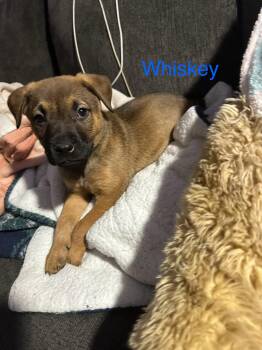 Rescue Australian Cattle Dog Blue Heeler and Shepherd Dogs for Adoption - Whiskey | PetCurious