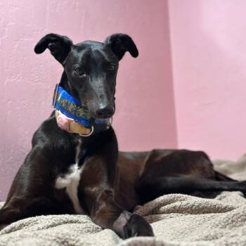 Greyhound Dogs Available for Adoption - Dancin Cococay | PetCurious