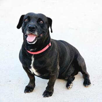 Pit Bull Terrier and Dachshund Dogs Available for Adoption in Fairfield, Connecticut - Goldo | PetCurious