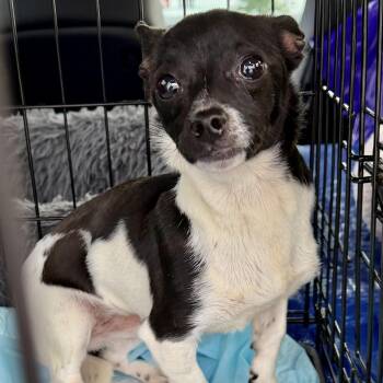 Chihuahua Dogs Available for Adoption in Plano, Texas - Onyx | PetCurious