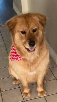 Rescue Golden Retriever Dogs for Adoption in Los Angeles, California - Dov | PetCurious