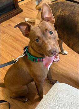 Rescue Mixed Breed Dogs for Adoption in Huntsville, Alabama - Velma | PetCurious