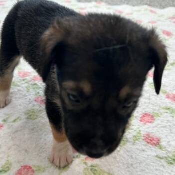 Queen -  Mixed Breed Dog for Adoption in Breese, Illinois - Queen | PetCurious