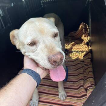 Alfred -  Mixed Breed Dog for Adoption in Dickinson, Texas - Alfred | PetCurious