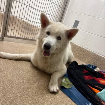 Bacon -  Siberian Husky Dog for Adoption in League City, Texas - Bacon | PetCurious