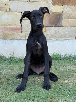 Parker -  Great Dane Dog for Adoption in Helotes, Texas - Parker | PetCurious