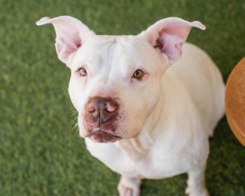 Rescue American Staffordshire Terrier Dogs for Adoption in Mont Belvieu, Texas - Kaly | PetCurious