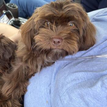 Cash -  Shih Tzu Dog for Adoption in Harlingen, Texas - Cash | PetCurious