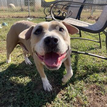 Arabella -  Pit Bull Terrier Dog for Adoption in Mckenzie, Tennessee - Arabella | PetCurious
