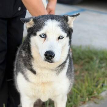 Husky Dogs Available for Adoption in Oceanside, California - *** Aurora | PetCurious