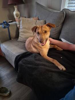 Labrador Retriever Dogs Available for Adoption - Van Jackson | PetCurious