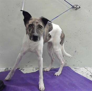 Basenji and Mixed Breed Dogs Available for Adoption in Houston, Texas - CHRISTY | PetCurious