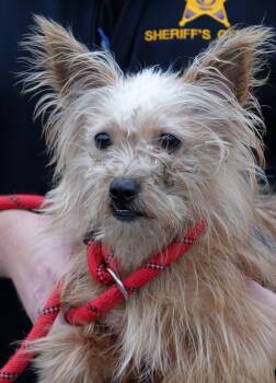 Rescue Cairn Terrier Dogs for Adoption in Millfield, Ohio - Cornbread | PetCurious