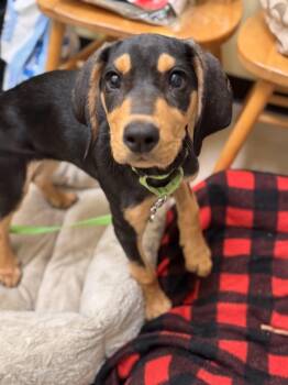 Hound Dogs Available for Adoption - Espresso | PetCurious