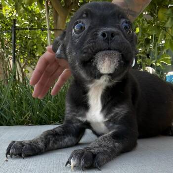 French Bulldog Dogs Available for Adoption in Ridgefield, Washington - Ms. Itty Bitty Treasure | PetCurious