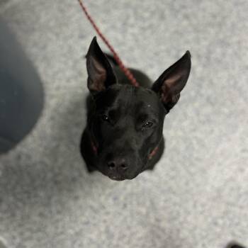 American Staffordshire Terrier Dogs Available for Adoption in Greenville, South Carolina - Uniqua | PetCurious