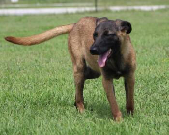 Belgian Shepherd Malinois and Mixed Breed Dogs Available for Adoption in Temple, Texas - Arwen | PetCurious