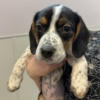 Beagle Dogs Available for Adoption - Nancy | PetCurious
