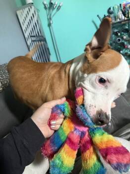 Mixed Breed Dogs Available for Adoption in New York, New York - Woody | PetCurious