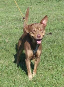 Roman (12100) -  Australian Kelpie Dog for Adoption in Heath, Ohio - Roman (12100) | PetCurious