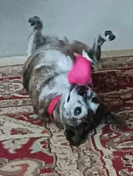 Rescue Chihuahua Dogs for Adoption in Garland, Texas - Clementine | PetCurious