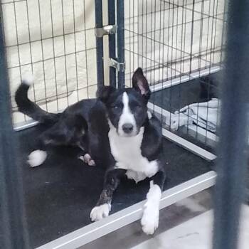 Cash -  Border Collie and Mixed Breed Dog for Adoption in San Saba, Texas - Cash | PetCurious