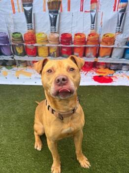 Buldak -  Mixed Breed Dog for Adoption in Cincinnati, Ohio - Buldak | PetCurious