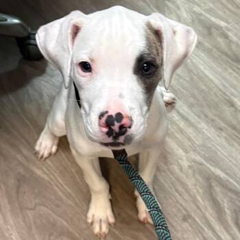 Trigger -  Pit Bull Terrier Dog for Adoption in San Jacinto, California - Trigger | PetCurious
