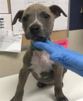 PLUM -  Pit Bull Terrier Dog for Adoption in Conroe, Texas - PLUM | PetCurious