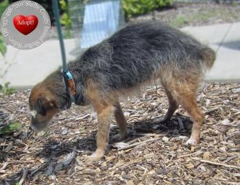 Farley Yrly 220 -  Terrier Dog for Adoption in Sidney, Ohio - Farley Yrly 220 | PetCurious