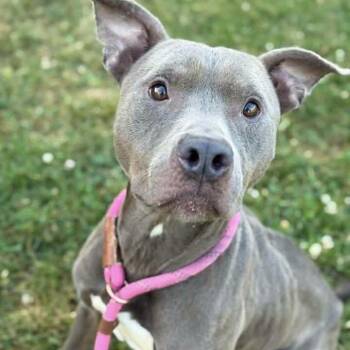 Ahoy -  Pit Bull Terrier Dog for Adoption in Naperville, Illinois - Ahoy | PetCurious