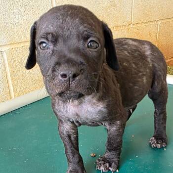 Rescue Mixed Breed Dogs for Adoption in Loxahatchee Groves, Florida - Frankenstein 4938 | PetCurious