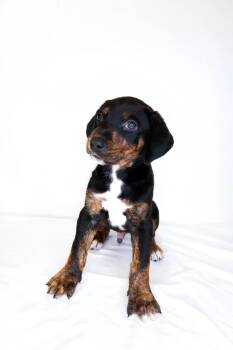 Rescue Rhodesian Ridgeback and Australian Cattle Dog Blue Heeler Dogs for Adoption in Bixby, Oklahoma - Jon Snow | PetCurious