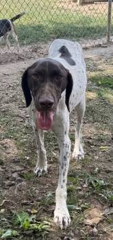 Rescue German Shorthaired Pointer Dogs for Adoption in Fayetteville, Tennessee - Skye | PetCurious