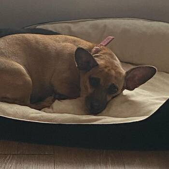 King -  Chihuahua and Dachshund Dog for Adoption in Galveston, Texas - King | PetCurious
