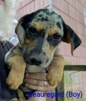 LLP Trixie : Beauregard -  Retriever and Shepherd Dog for Adoption in Aurora, Indiana - LLP Trixie : Beauregard | PetCurious