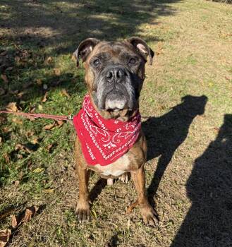 Rescue Boxer Dogs for Adoption in Washington, Pennsylvania - Dre | PetCurious