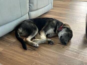 Berta -  Golden Retriever Dog for Adoption in Pleasant Hill, California - Berta | PetCurious