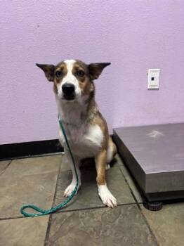 61270806 -  Cardigan Welsh Corgi and Husky Dog for Adoption in El Paso, Texas - 61270806 | PetCurious