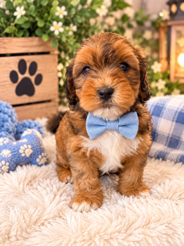 Mannie  -  Cavapoo Dog for Sale in Farmville, North Carolina - Mannie  | PetCurious