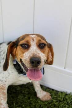 Daisy -  Beagle Dog for Adoption in Morgantown, Kentucky - Daisy | PetCurious