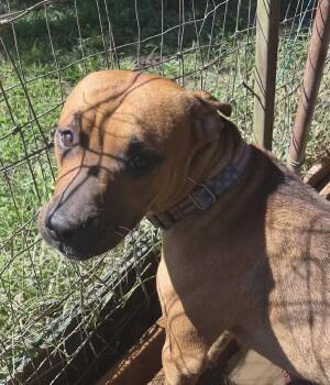 Pen 100c Little Bit -  Pit Bull Terrier Dog for Adoption in Lawrenceville, Georgia - Pen 100c Little Bit | PetCurious