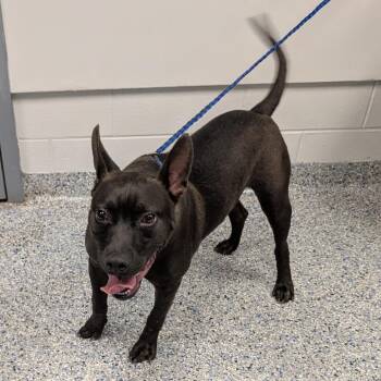 Bluejay -  Mixed Breed Dog for Adoption in Greenville, South Carolina - Bluejay | PetCurious