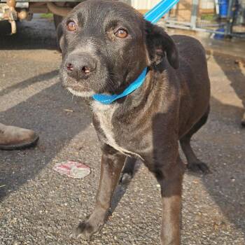 Queenie -  Labrador Retriever and Border Collie Dog for Adoption in Austin, Texas - Queenie | PetCurious