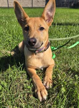 Lotti -  Carolina Dog Dog for Adoption in Valparaiso, Indiana - Lotti | PetCurious