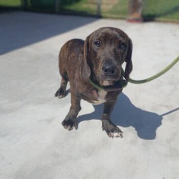 Mario -  Dachshund Dog for Adoption in Denison, Texas - Mario | PetCurious